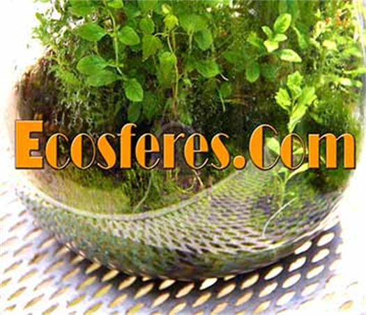 NYC Natura Art Museum:
Ecosferes, 100% Self-sustained Tiny Worlds.